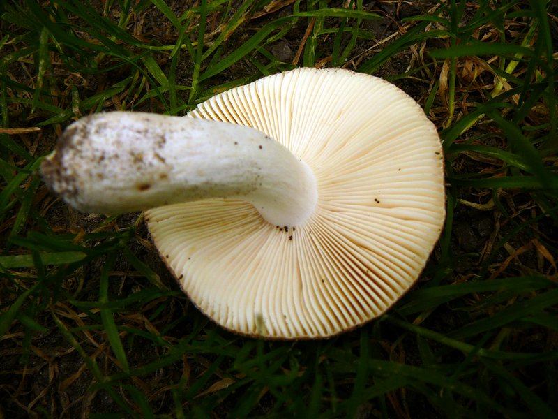 Russula melliolens à conf. 001